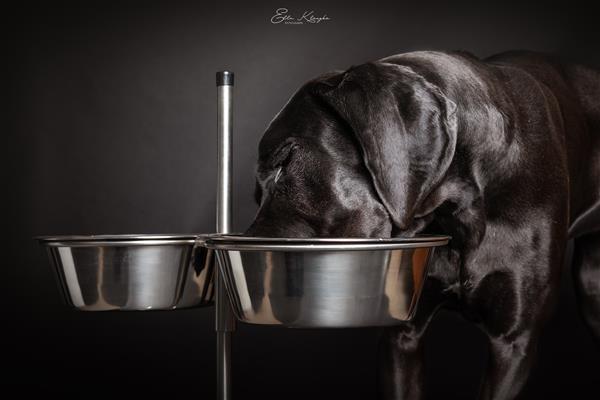 Hond Benodigdheden
